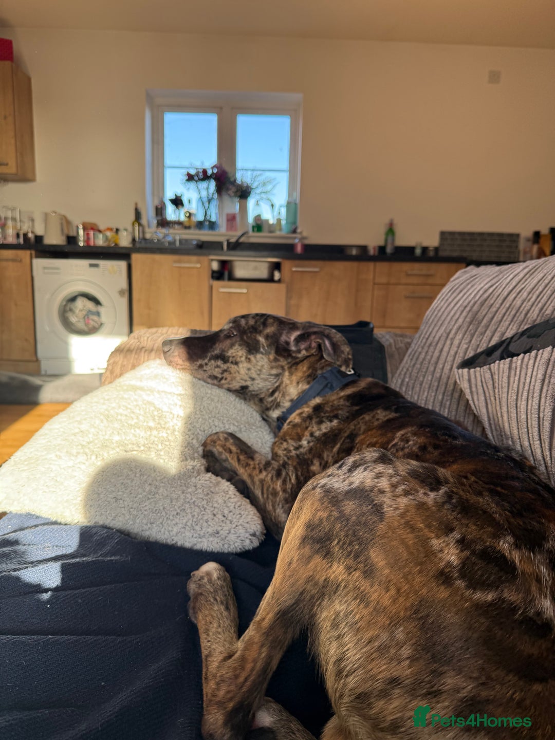 Mixed Breed dogs for sale: Urgent re home  - Advert 2