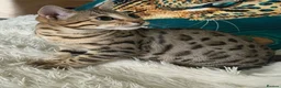 Bengal cats for sale: Stunning beautiful bengal kittens  - Advert 13