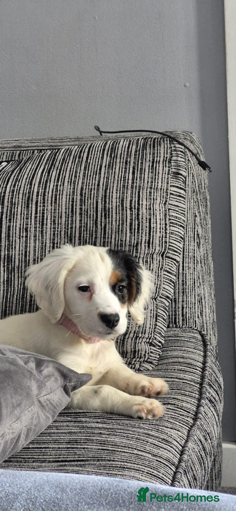 Mixed Breed dogs Beautiful 14 week old puppy  - Advert 2