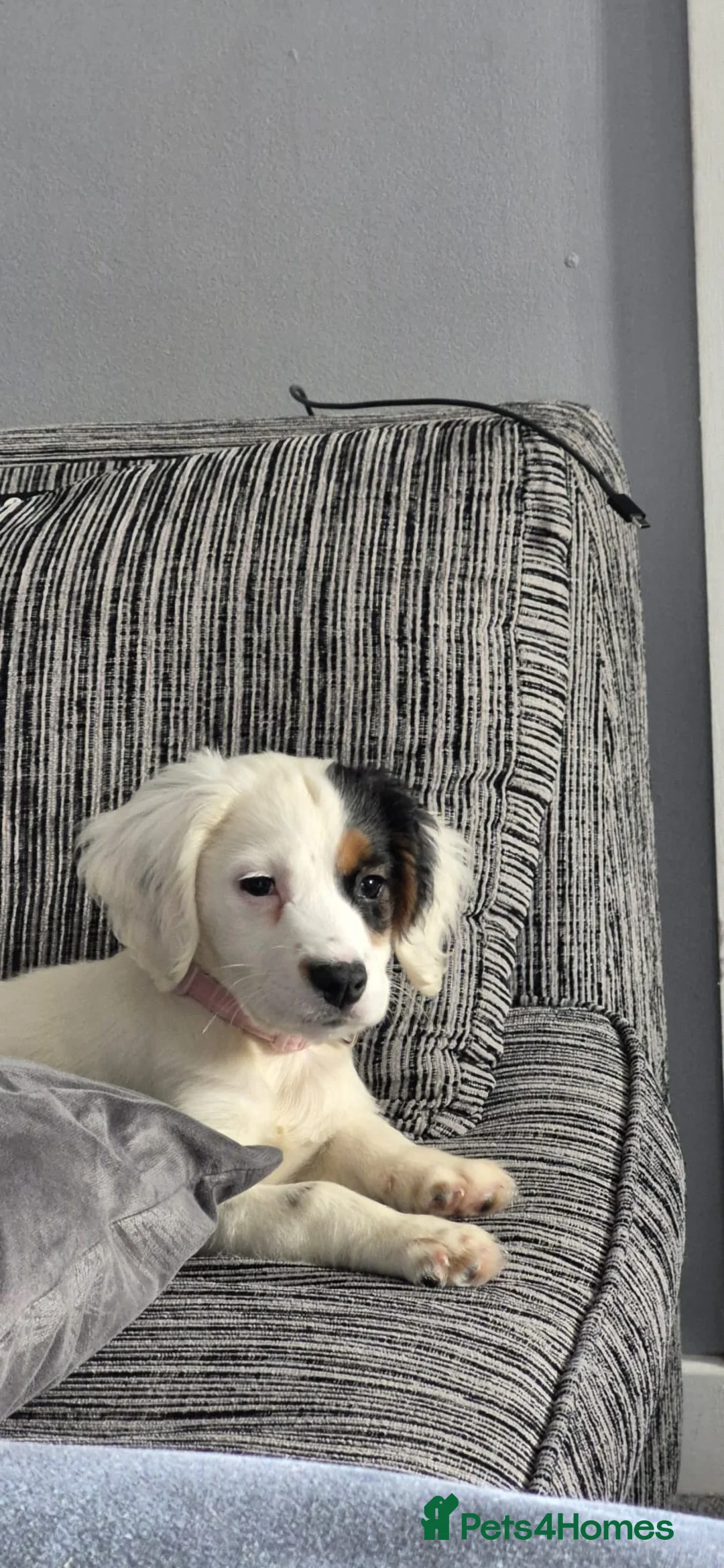 Mixed Breed dogs for sale: Beautiful 14 week old puppy  - Advert 1