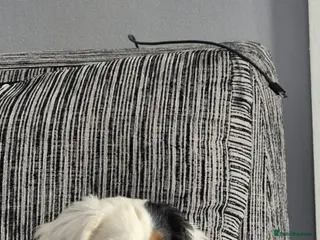 Mixed Breed dogs Beautiful 14 week old puppy - Advert 2