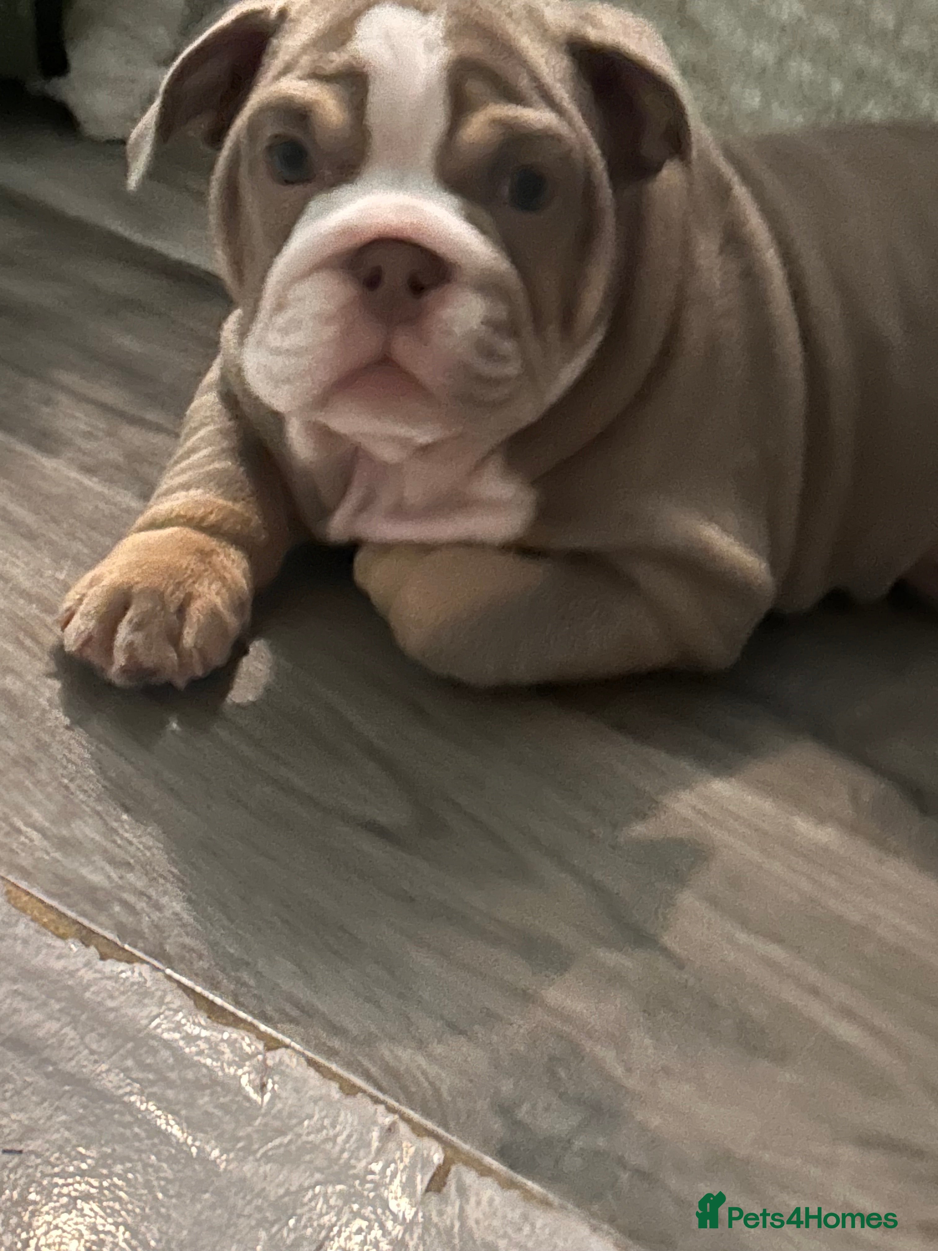 English Bulldog dogs Winnie’s amazing litter of 6 beautiful babies - Advert 2