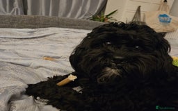 Shihpoo dogs for sale: Shihpoo puppies in Devon ... we're back!  - Image 2