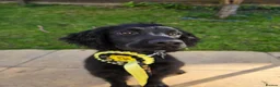 Sprocker dogs for sale: 5 Month Old Sprocker Spaniel Male. in Camborne - Advert 2