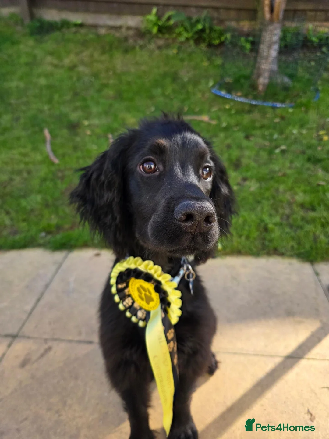 Sprocker dogs for sale: 5 Month Old Sprocker Spaniel Male. in Camborne - Advert 2
