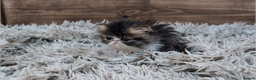Persian cats for sale: Persian Kittens For Sale - Advert 12