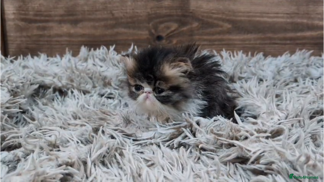 Persian cats for sale: Persian Kittens For Sale - Advert 12