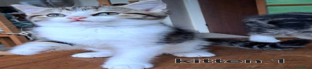 Domestic Shorthair Kitten 1