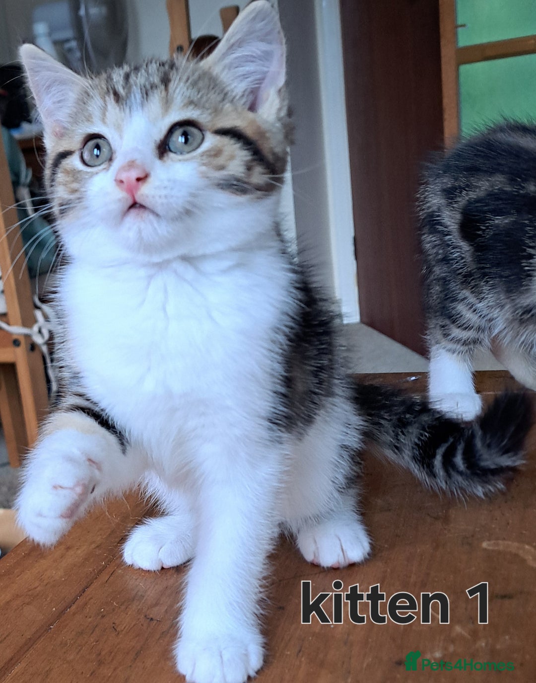 Domestic Shorthair cats for sale: Cute kittens for sale - Image 2