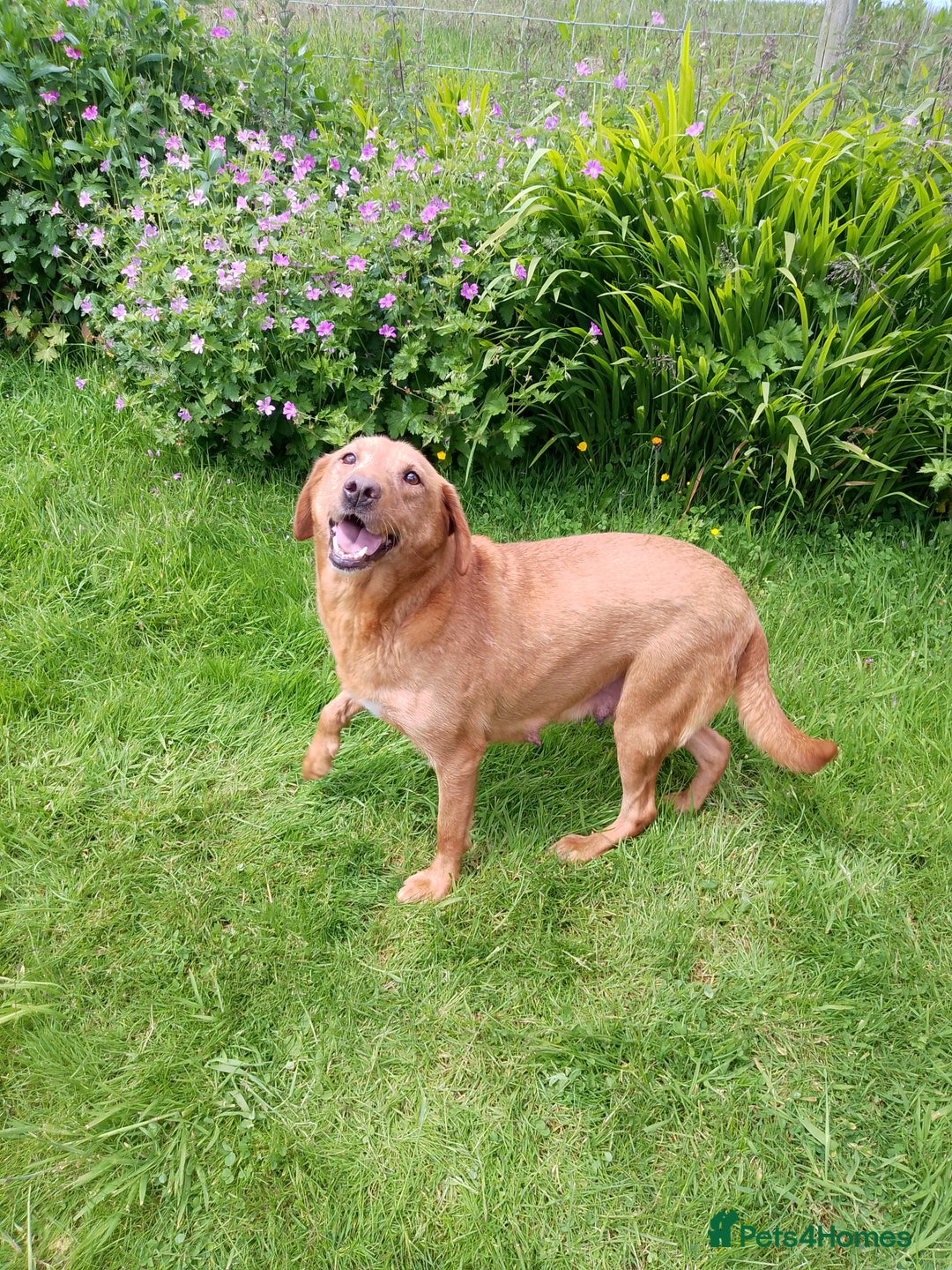 Labrador Retriever dogs for sale: Fox Red Labrador Puppies. - Image 3