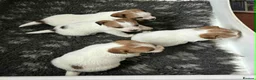 Jack Russell dogs for sale: K.C Registered Jack Russell puppies - Advert 4