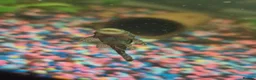 Other/Mixed Breed fish for sale: Mixed tropical fish available please read in Poole - Advert 3