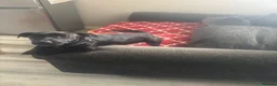 Mixed Breed dogs for sale: Rehome - Advert 2