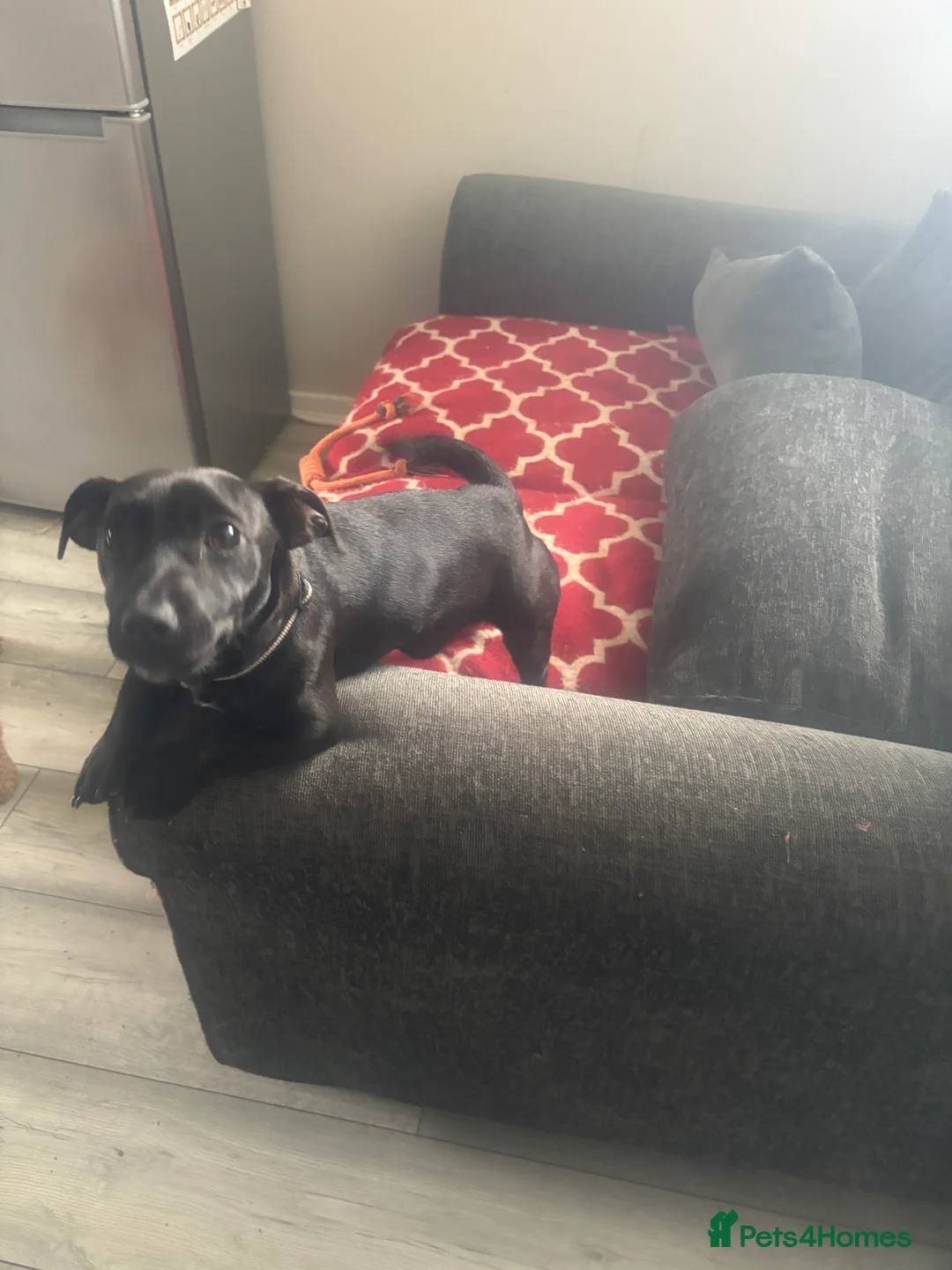 Mixed Breed dogs for sale: Rehome - Advert 2