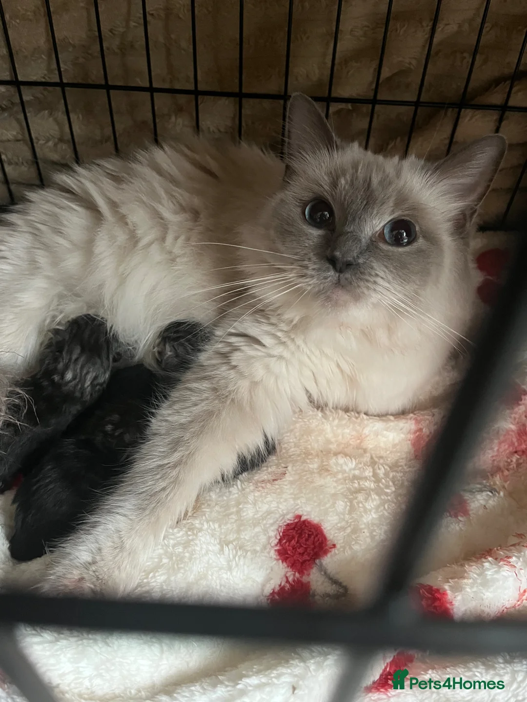 Maine Coon cats for sale: Gorgeous Russian Main Coon x Ragdoll Kittens - Advert 28