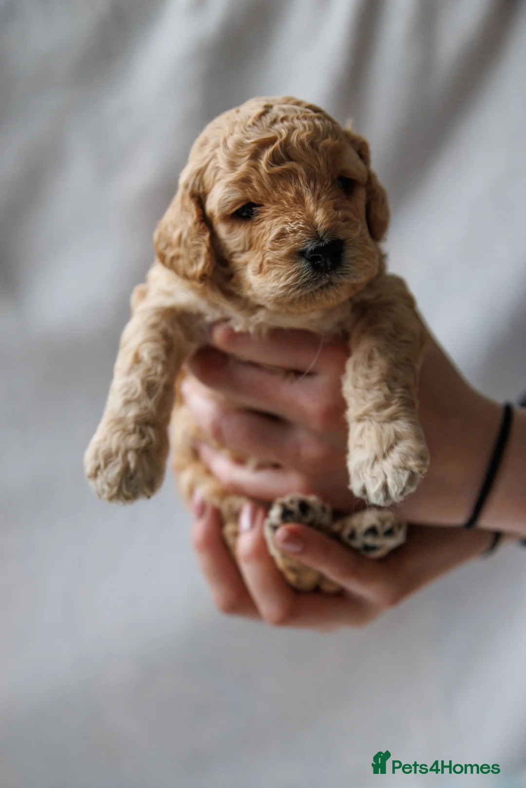 Cockapoo dogs for sale: Cockapoo puppy  - Advert 2