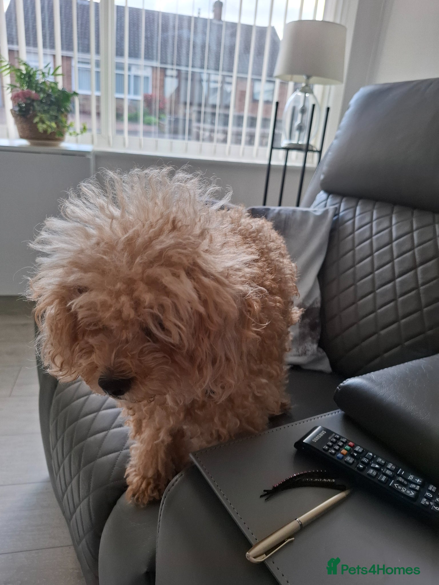 Maltipoo dogs 2 little black boys - Advert 1