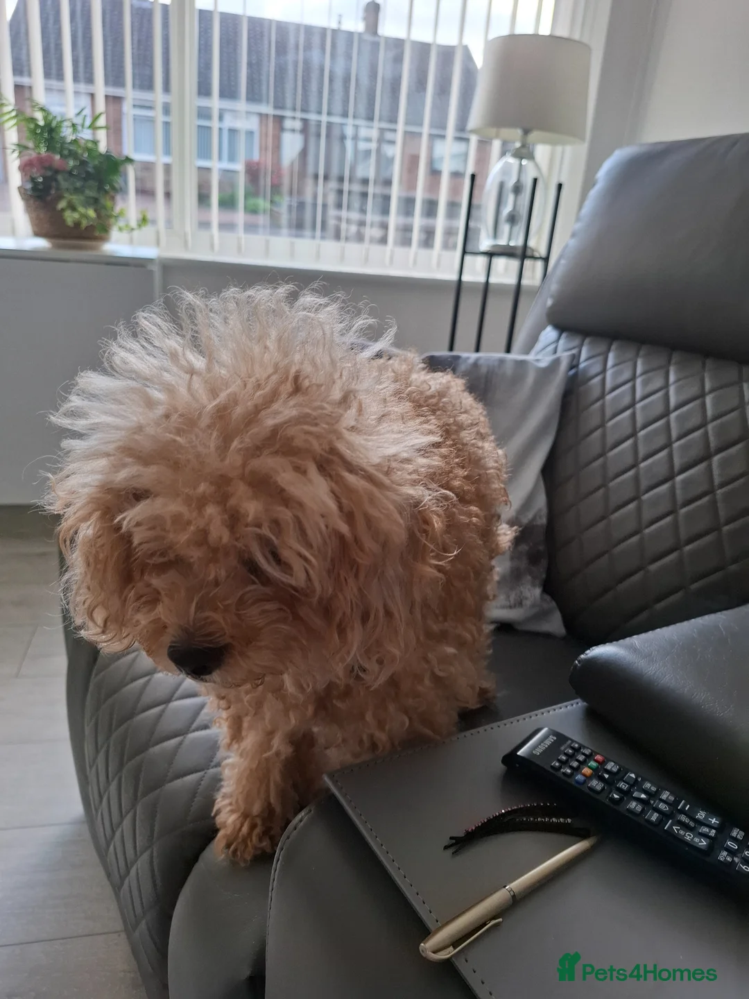 Maltipoo dogs for sale: 2 little black boys in Stoke-on-Trent - Advert 1