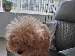 Maltipoo dogs 2 little black boys - Advert 11