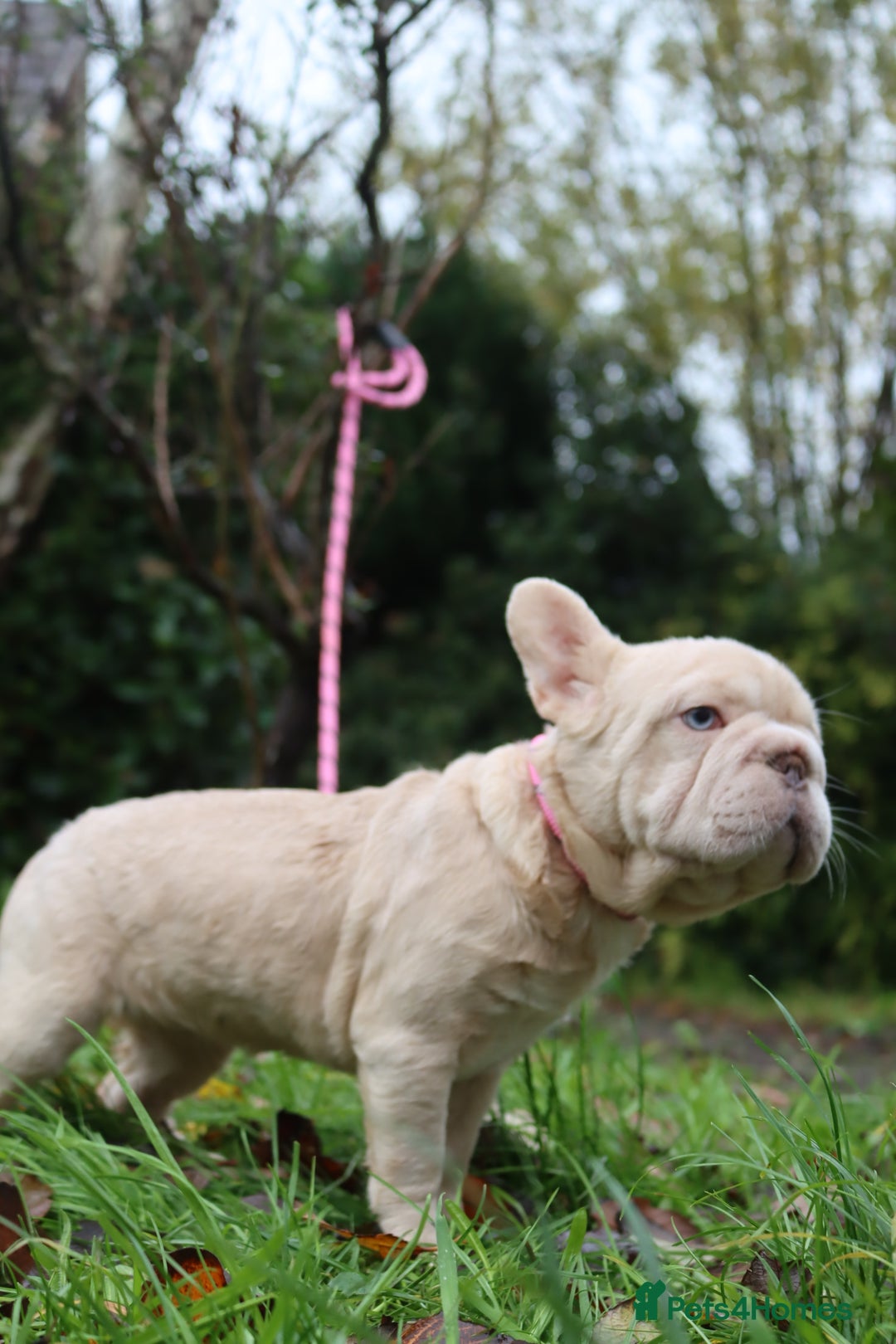 French Bulldog dogs for sale: Panda husky puppy’s  - Advert 12