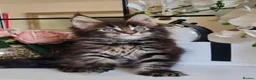 Maine Coon cats for sale: GCCF REGISTERED MAINE COON KITTENS - Advert 11