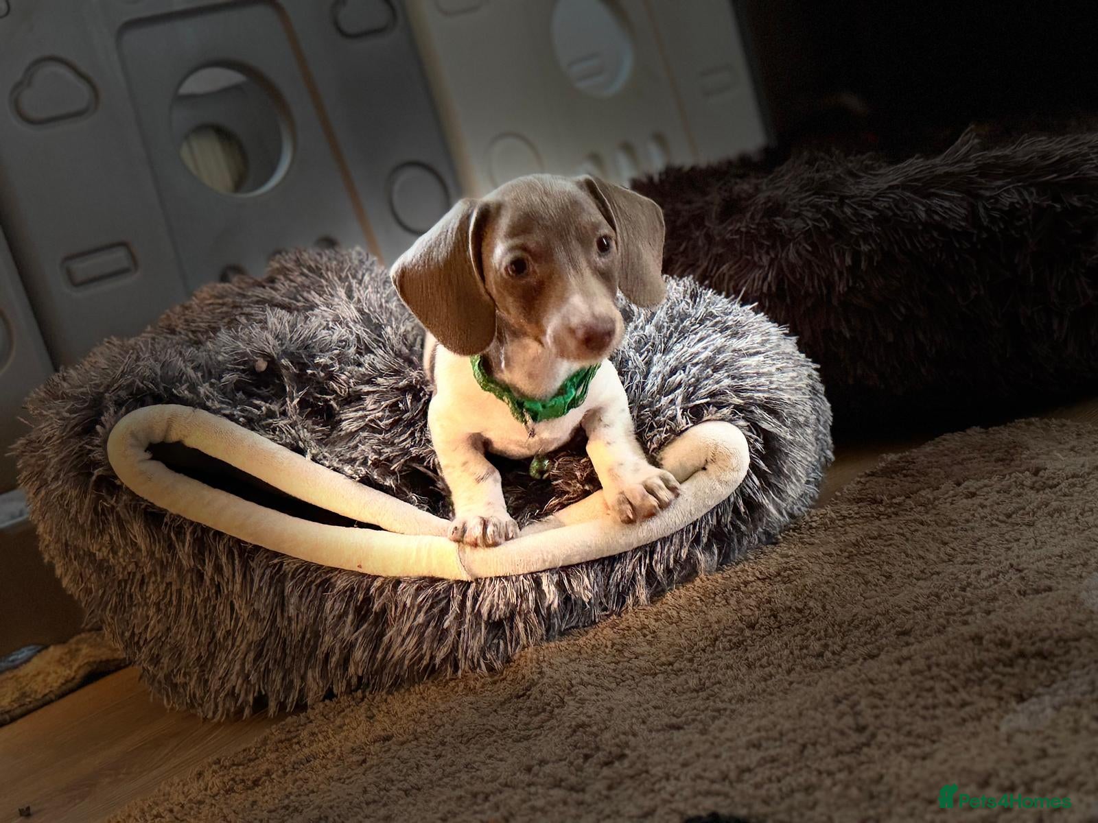 Miniature Dachshund dogs ⚜️Charming Little Puppies ⚜️Ready To Go  - Advert 2