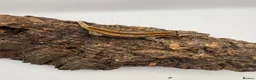 Gecko reptiles for sale: Baby gargoyle gecko mix morphs  - Advert 6