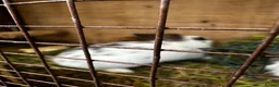 Mixed Breed rabbits for sale: Rabbits for sale in Oswestry - Advert 9