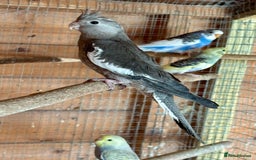 Cockatiels birds for sale: Baby Cockatiels for sale  - Image 2
