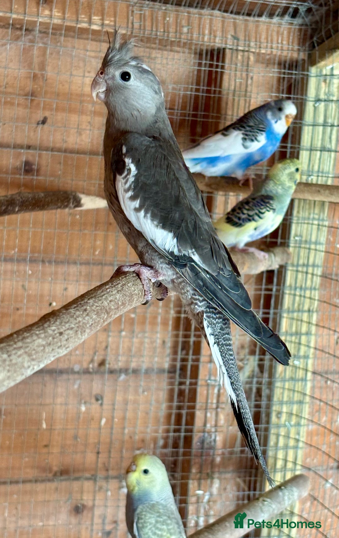 Cockatiels birds for sale: Baby Cockatiels for sale  - Image 2