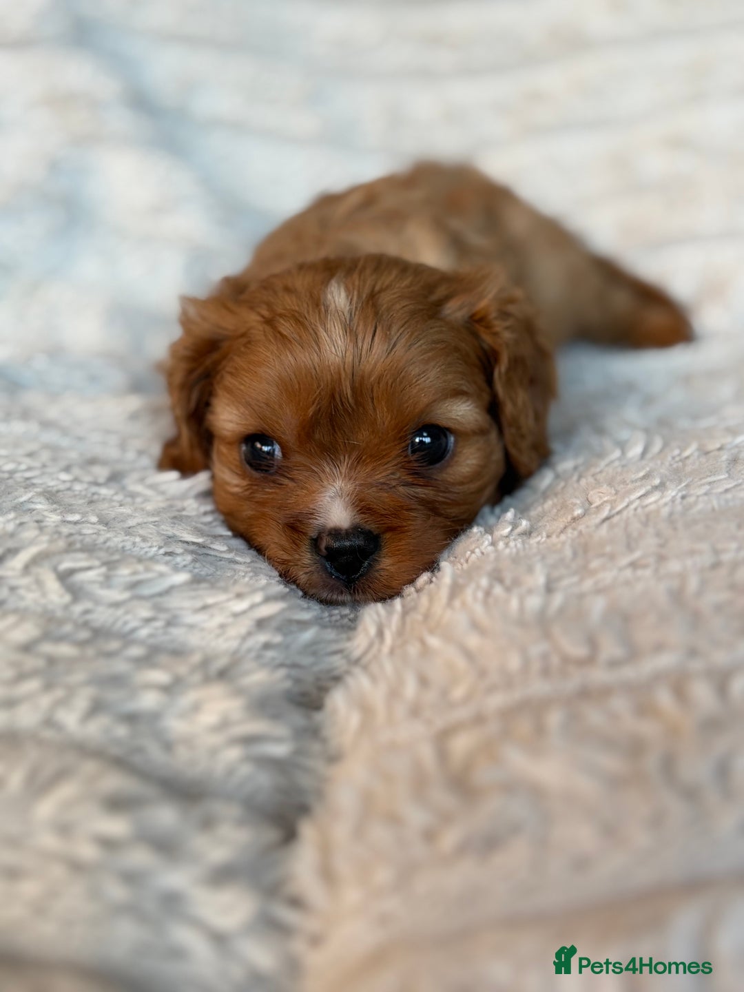 Cavalier King Charles Spaniel dogs for sale: Cavalier King Charles spaniel puppies - Advert 11