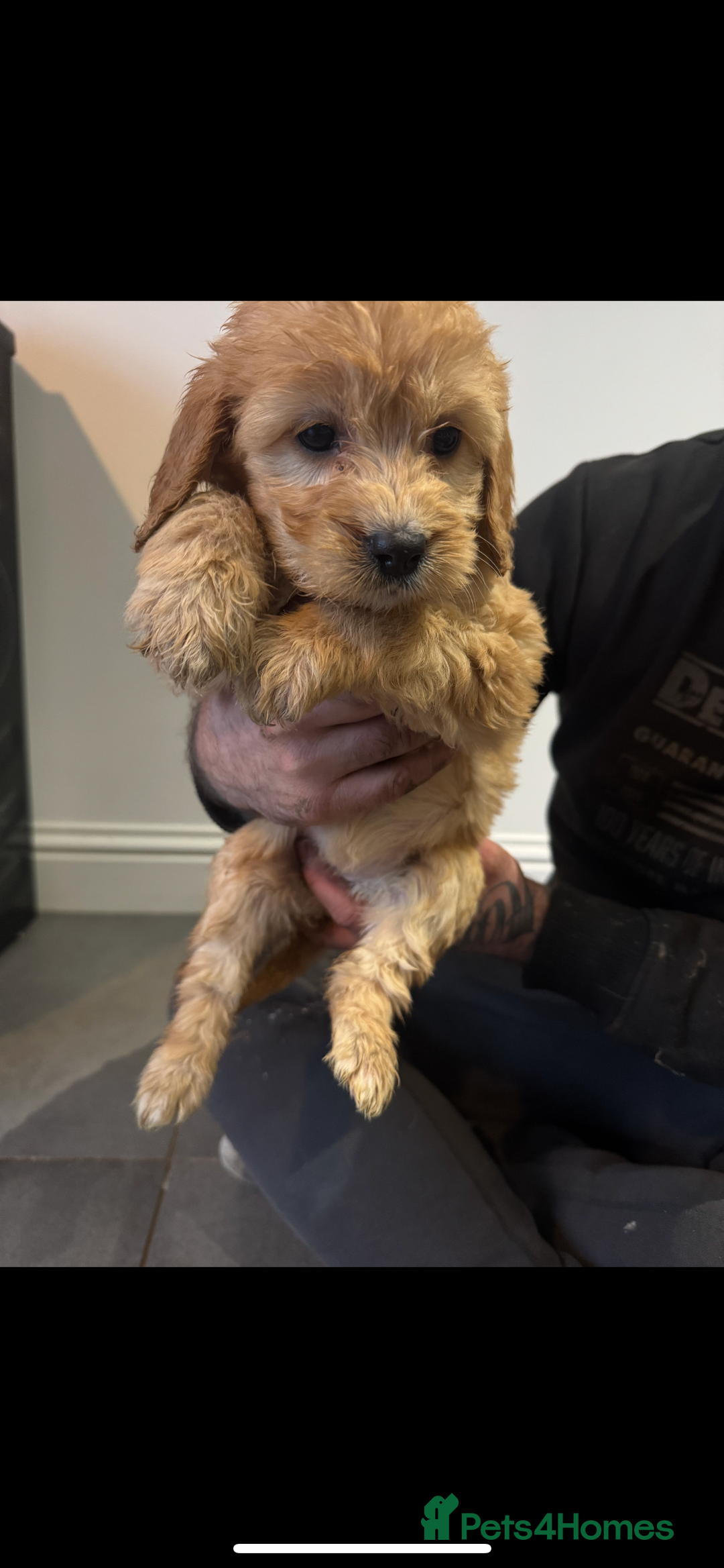 Cockapoo dogs for sale: F1 cockapoos  - Advert 7