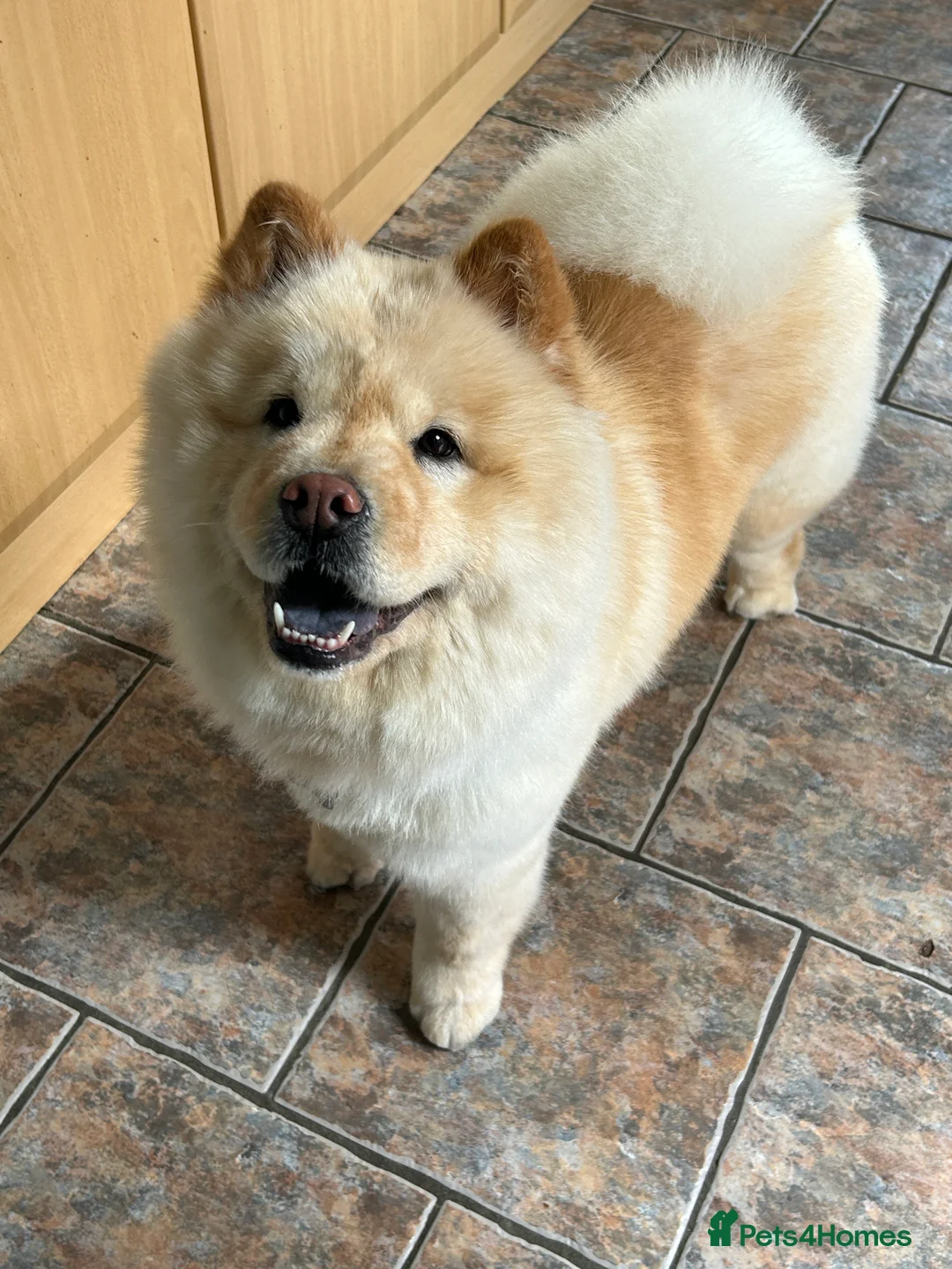 Chow Chow dogs for sale: Female Chow Chow  - Advert 5