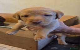 Labrador Retriever dogs for sale: 8 gorgeous chocolate/yellow girl & boy lab pups  - Image 31