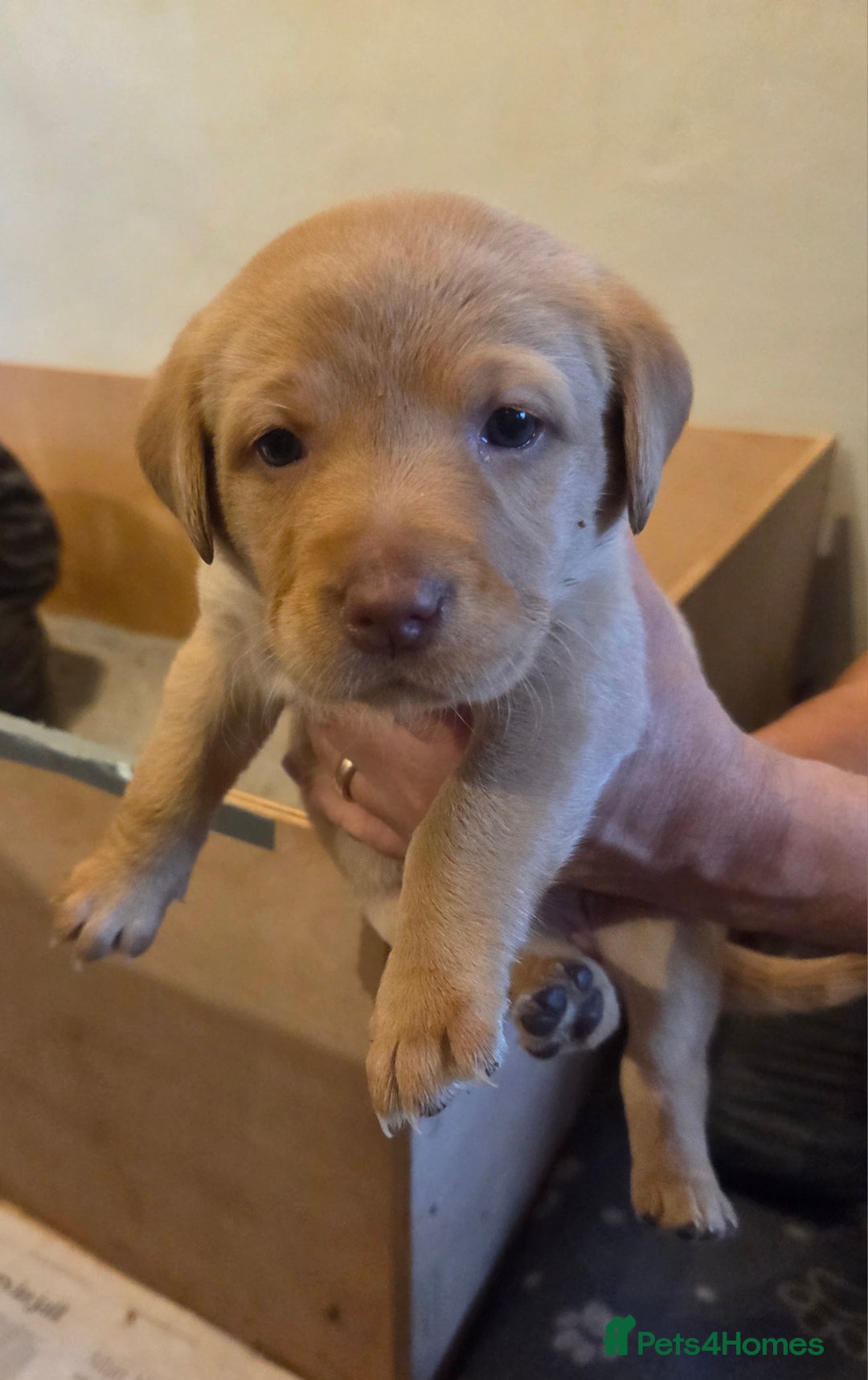 Labrador Retriever dogs for sale: 8 gorgeous chocolate/yellow girl & boy lab pups  - Image 31