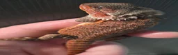 Bearded Dragon reptiles for sale: Red Monster blue bars and Hypos and Trans - Advert 9