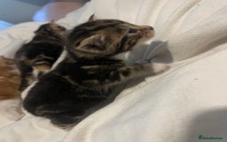 Mixed Breed cats for sale: 3 beautiful fluffy kittins  - Image 6