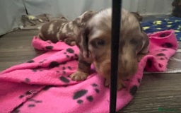 Dachshund dogs for sale: Long haired  - Image 11