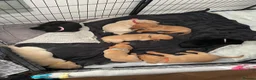 Labrador Retriever dogs for sale: 8 gorgeous Labrador puppies  - Advert 16