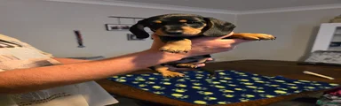 Dachshund Puppy 3