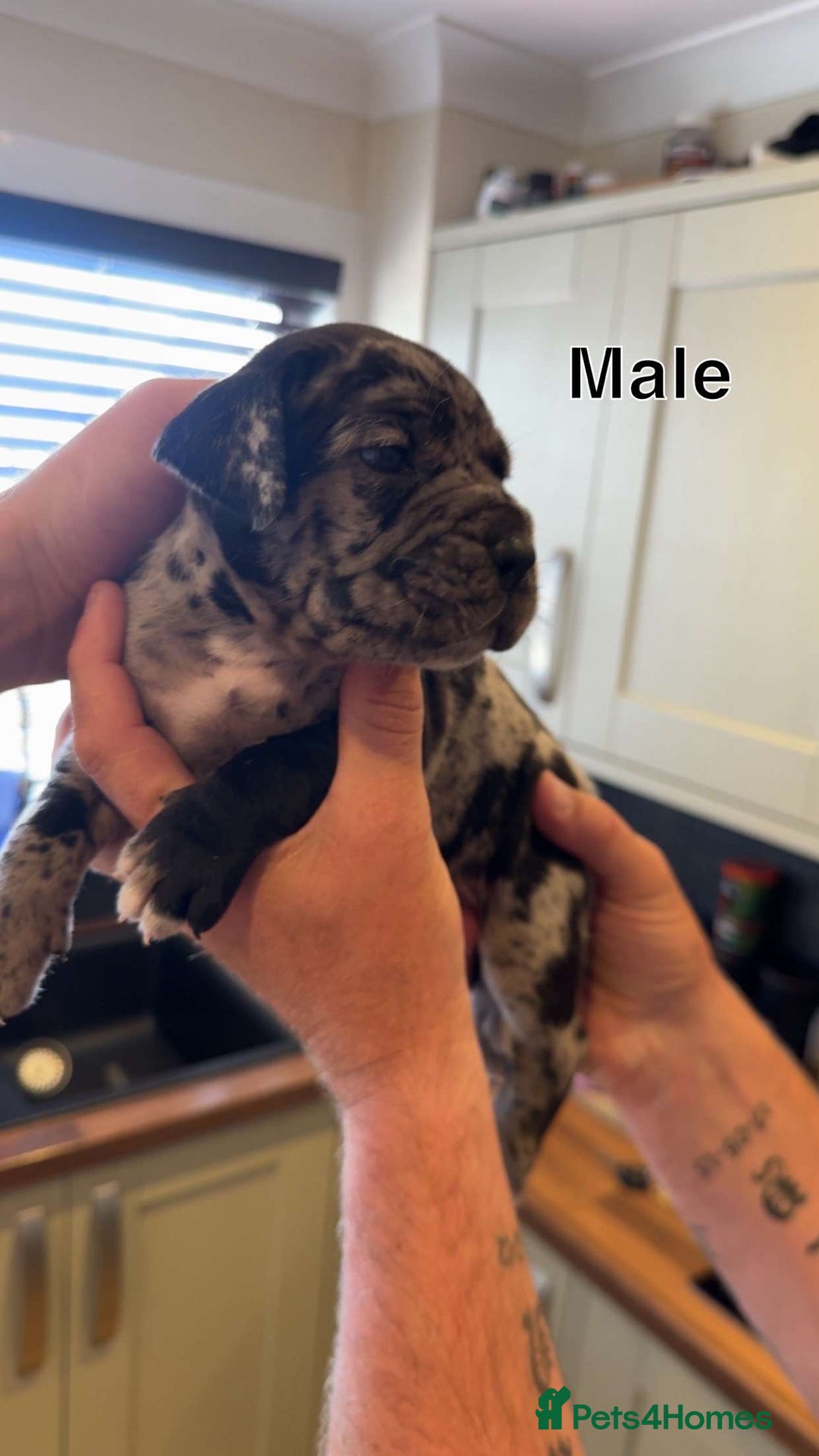 Cane Corso dogs for sale: Cane Corso Puppies - Image 7