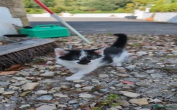 Mixed Breed cats for sale: 7 Adorable Tabby, Black, and Tortishell Kittens. - Image 12