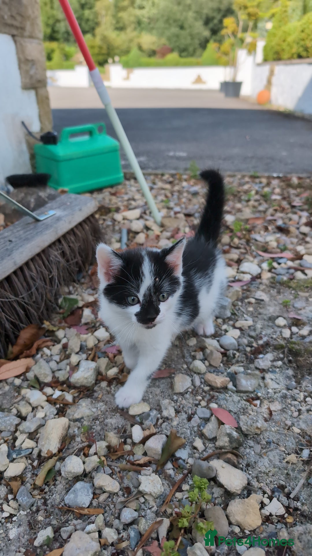 Mixed Breed cats for sale: 7 Adorable Tabby, Black, and Tortishell Kittens. - Image 12
