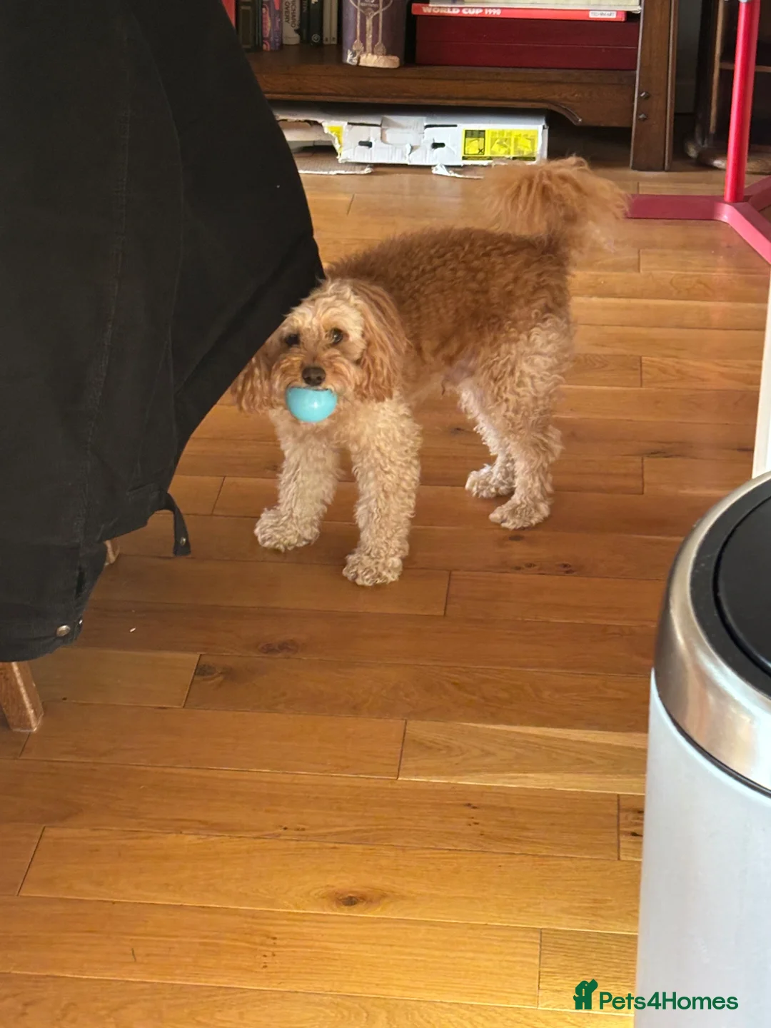 Cavapoo dogs for stud: Alfie for stud in Kidderminster - Advert 2
