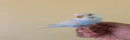 Budgerigars birds for sale: Silly hand tamed baby budgies for sale  - Advert 14