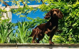 Sprocker dogs for stud: Sprocker Stud - Image 1