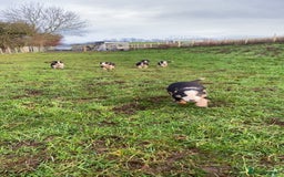 Border Collie dogs for sale: Tri coloured border collies puppies  - Advert 3