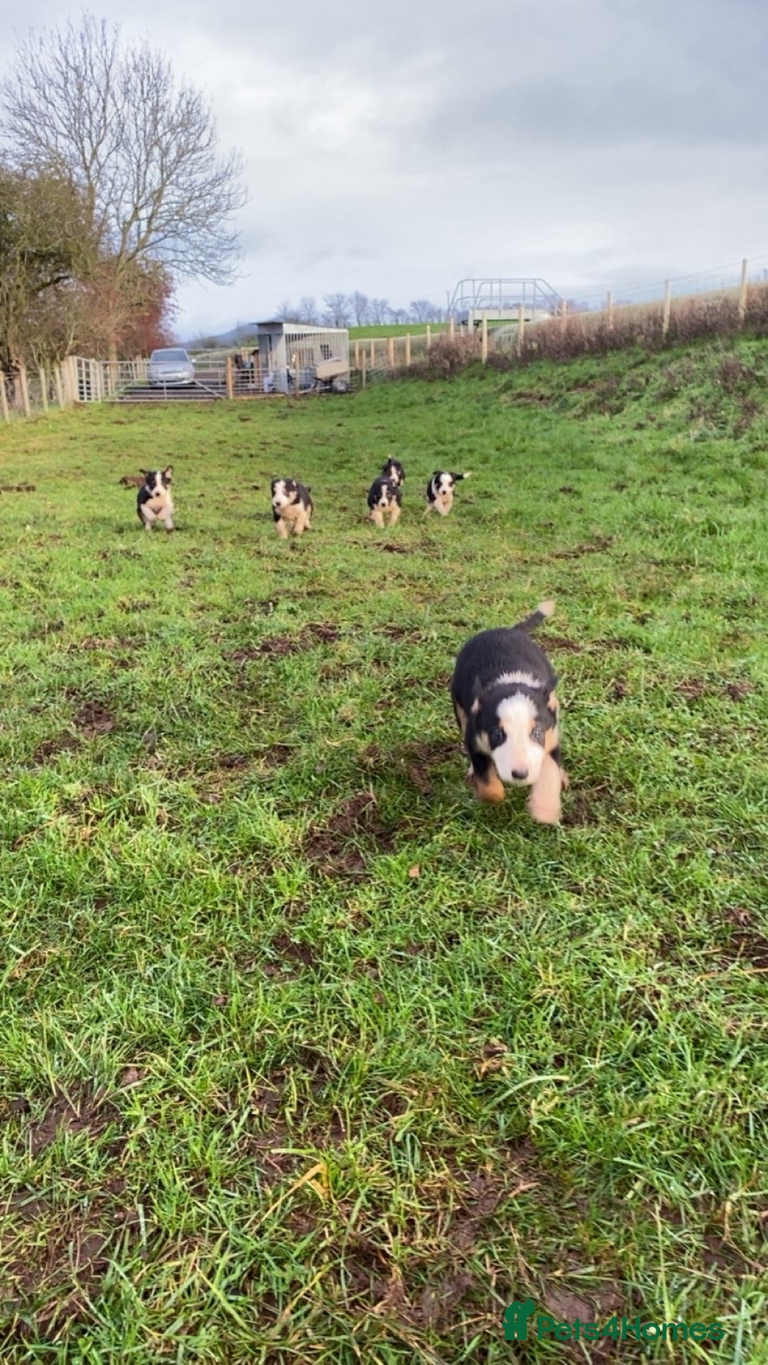 Border Collie dogs for sale: Tri coloured border collies puppies  - Advert 3