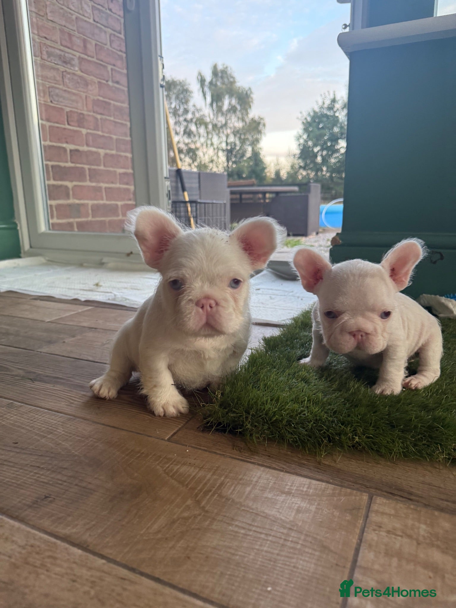 French Bulldog dogs French bulldog puppies- Ready to leave  - Advert 7
