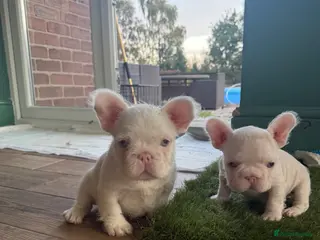 French Bulldog dogs French bulldog puppies- Ready to leave - Advert 1